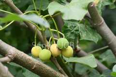 Jatropha curcas